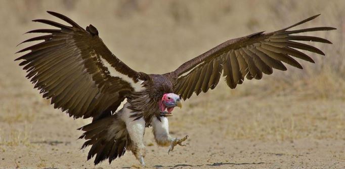 Vulture