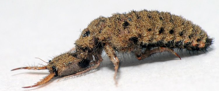 The Antlion