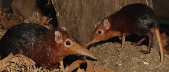 The Elephant Shrew