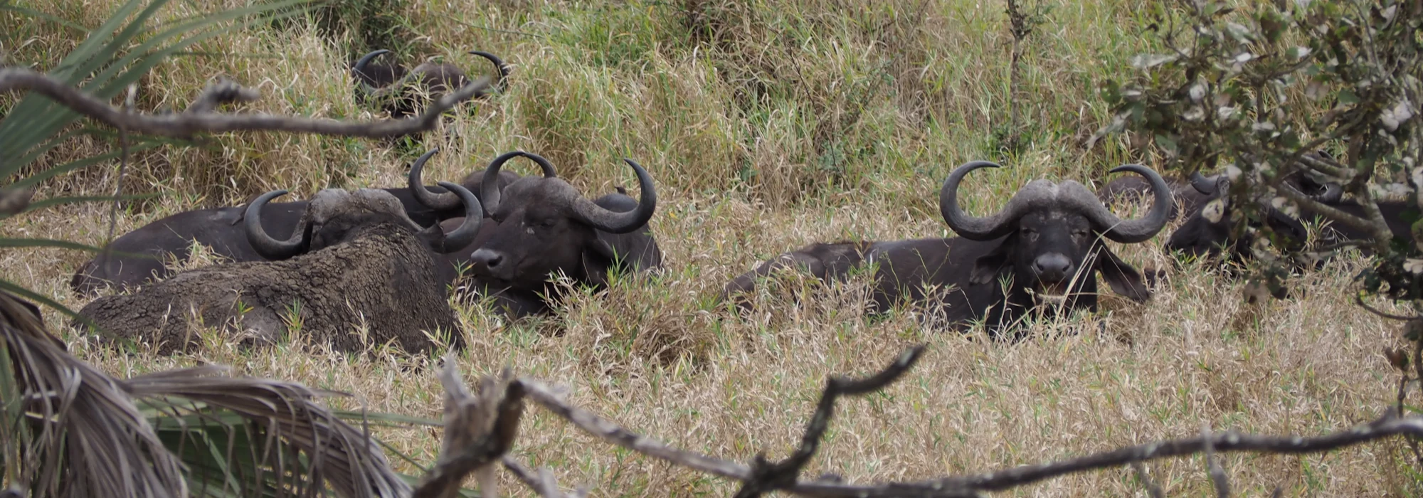 luxury safari experience