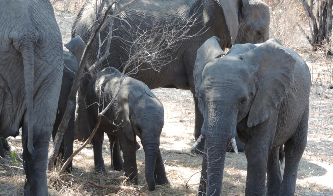 Addo Elephants Plettenberg Bay