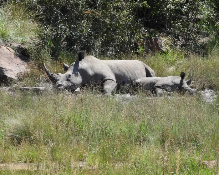 black rhinoceros