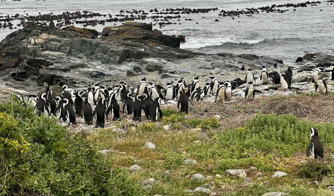 Cape Peninsula Simons Town Penguins