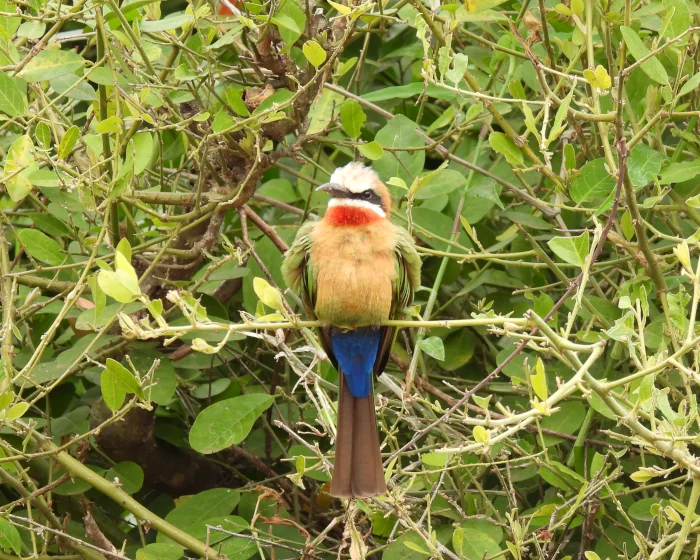 colorful african bird