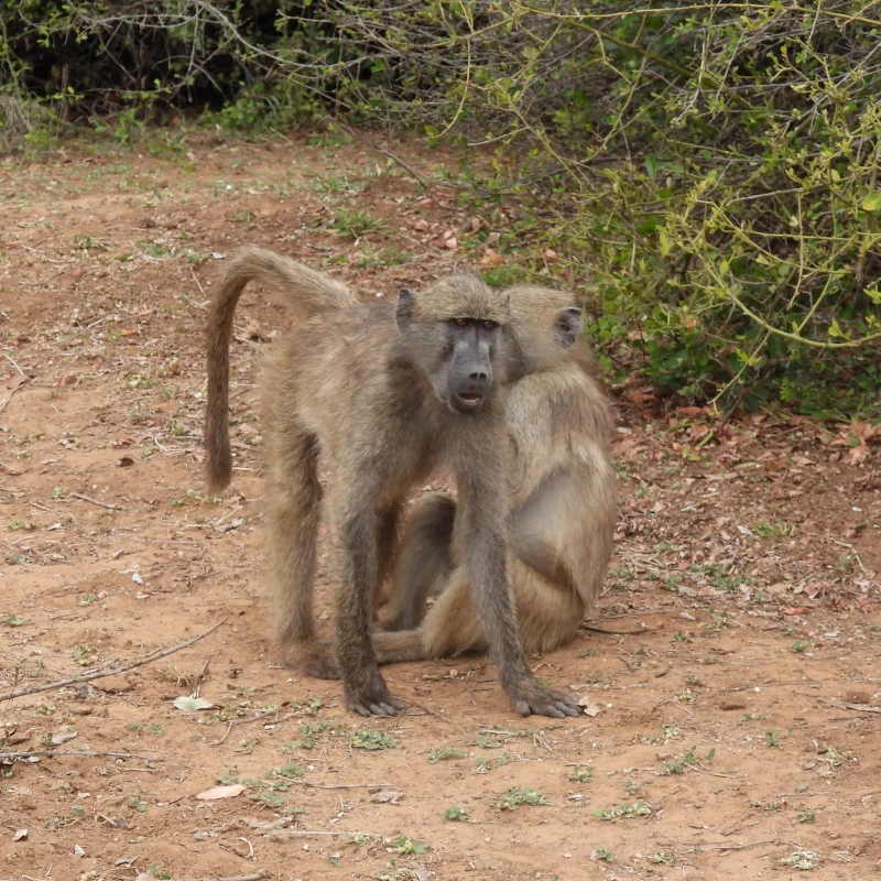 elephant-monkey-sanctuary