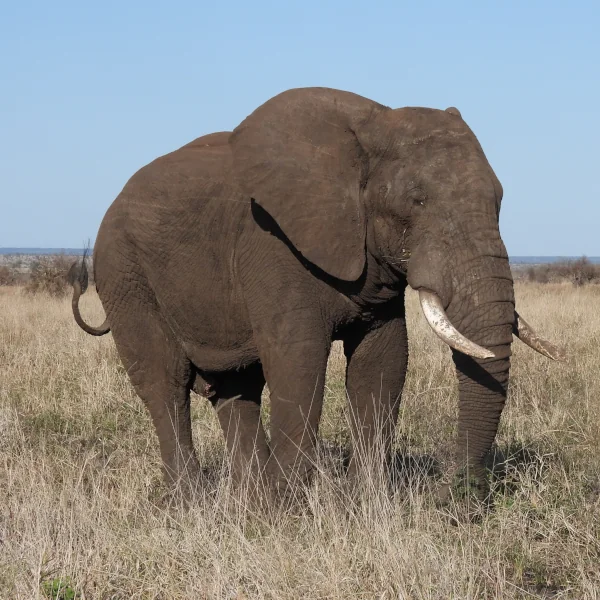 elephant-monkey-sanctuary