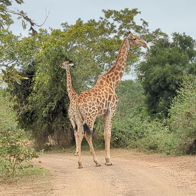 Pilanesberg National Park