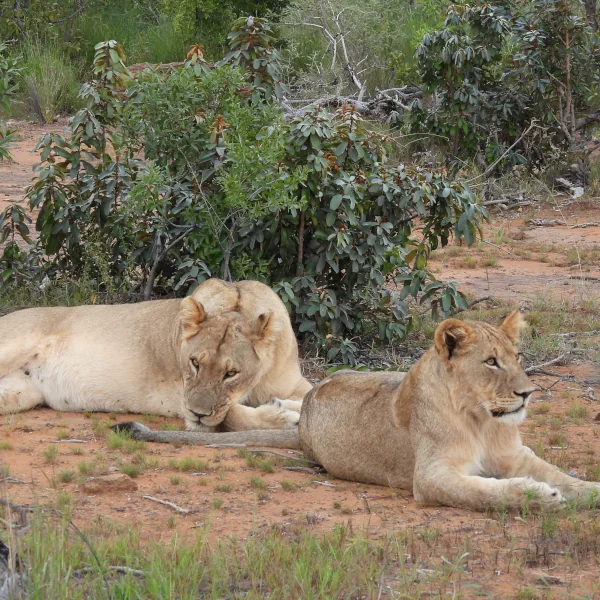 Rhino & Lion Park