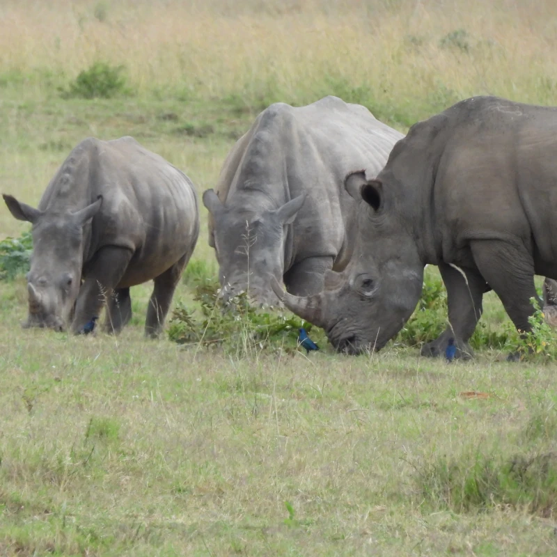 Rhino & Lion Park