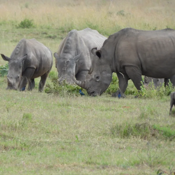 Rhino & Lion Park