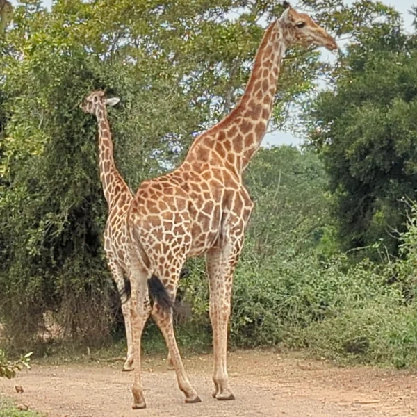 Ukutula Game Reserve