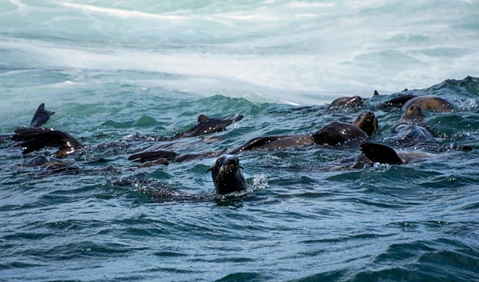 Gansbaai Big Marine 5