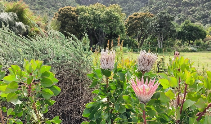 kristenbosch garden protea