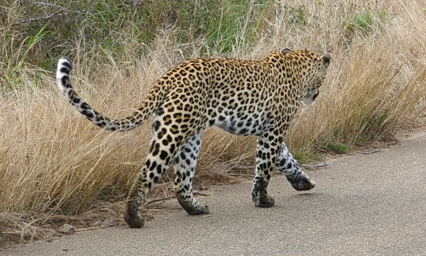 Leopad In Africa