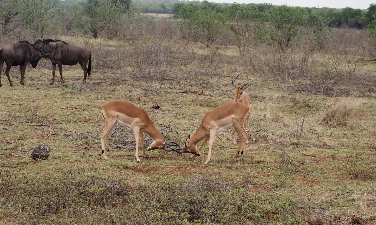 safari experiances