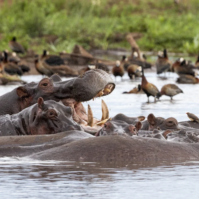 thing to do in tanzania