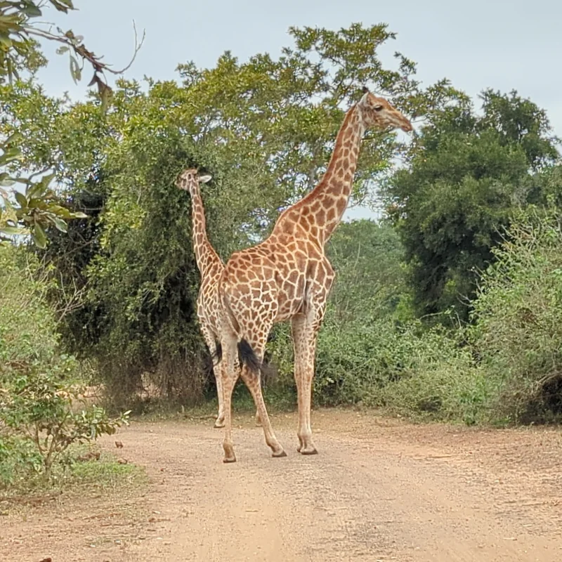 kruger national park