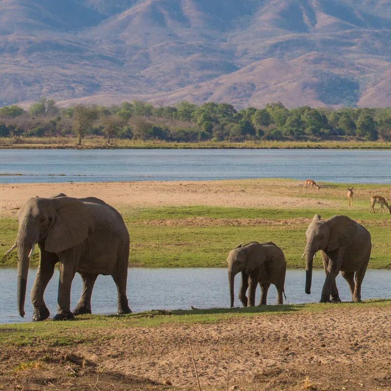 Mana Pools National Park Zimbabwe