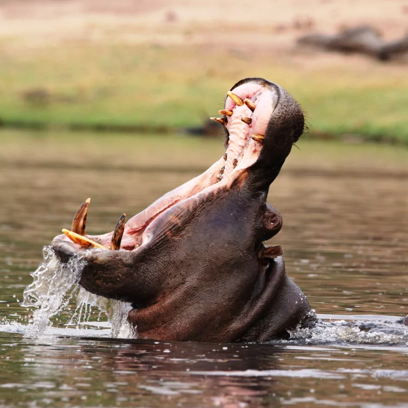 Okavango Delta Botswana