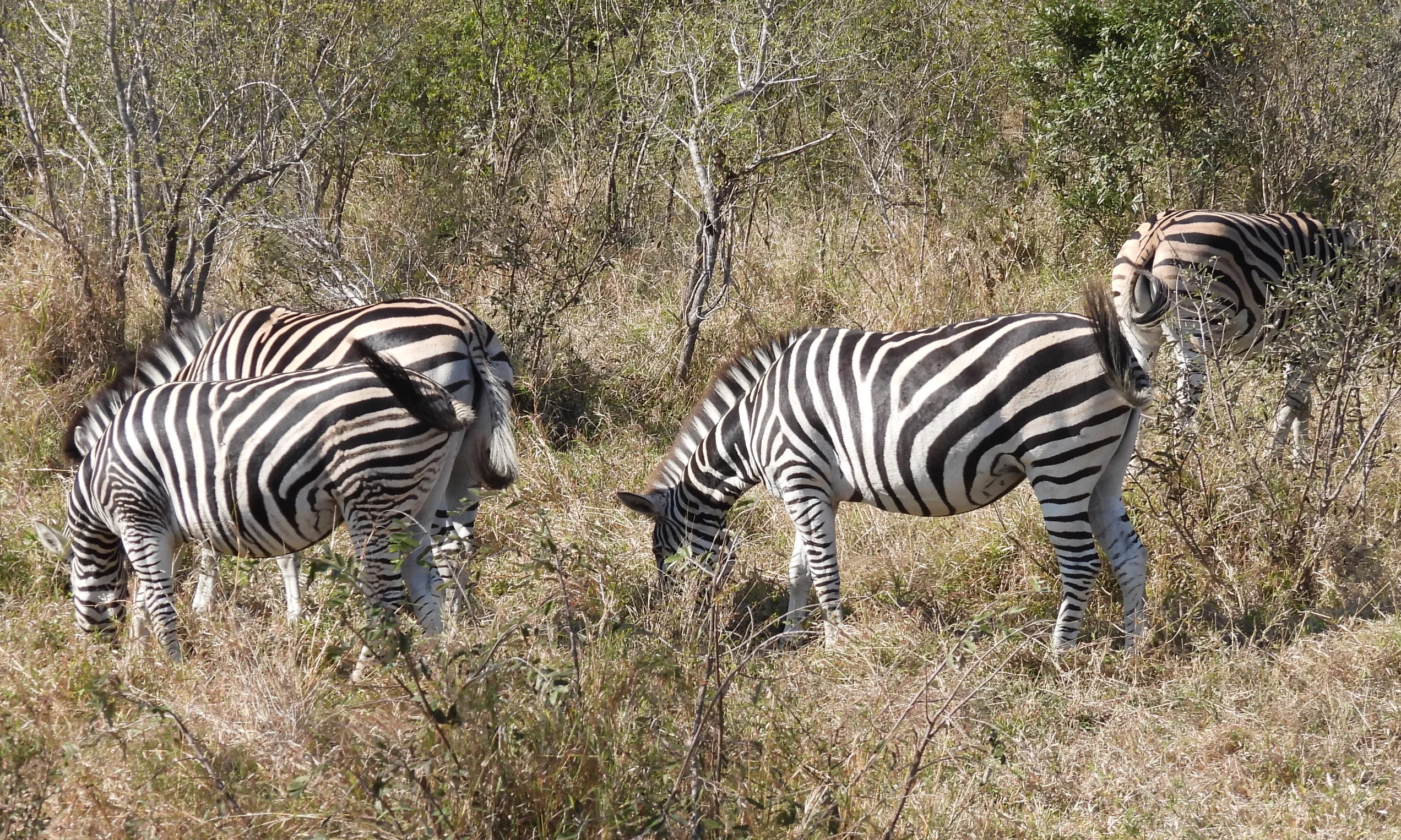 Zebra's in Africa